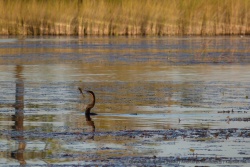 Un cormoran à long cou vient juste d'harponner sa proie