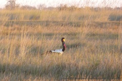 Le jabiru d'Afrique, très coloré