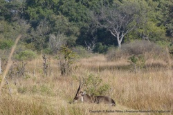 Il fait encore frais le matin et ce waterbuck attend de se réchauffer au soleil avant de se réveiller