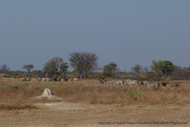 Avec les savanes autour de Third Bridge, les grands herbivores font leur retour