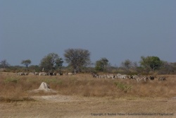 Avec les savanes autour de Third Bridge, les grands herbivores font leur retour