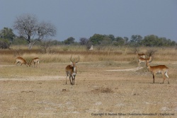 Si on aperçoit des lechwe, c'est que l'eau n'est pas bien loin