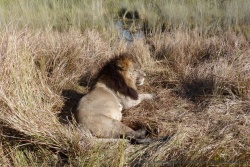 Notre lion est toujours là, fidèle au poste
