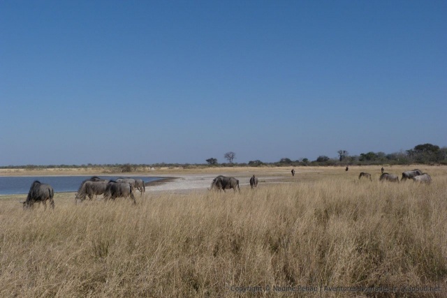 Un beau troupeau de gnous paisse dans la savane