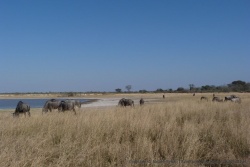 Un beau troupeau de gnous paisse dans la savane