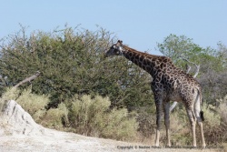 Dès qu'il y a des acacias, on retrouve les girafes