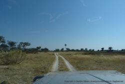 Encore un nouveau décor que nous offre le delta de l'Okavango