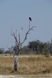 L'aigle pêcheur profite de son promontoire pour observer les environs
