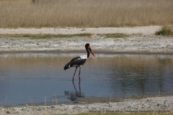 A chaque point d'eau ou presque, on peut observer des oiseaux