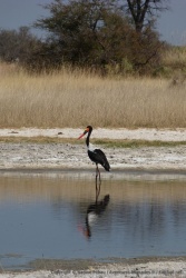 Un jabiru d'Afrique prend la pose