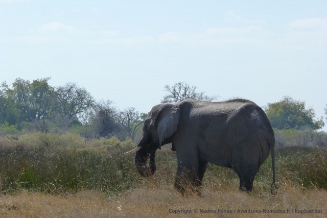 Dans ce secteur, on retrouve quantité d'animaux et aussi les éléphants