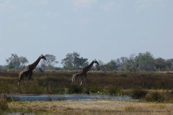 Les girafes gardent les pieds au sec pour voyager dans le coin