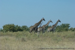 Les girafes ont indéniablement le sens de la pose 
