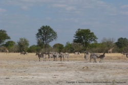 Soudain, toute la faune des environs semble s'être donnée rendez-vous