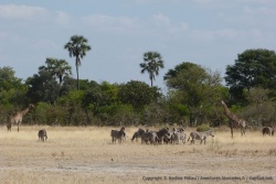 Le delta de l'Okavango est sans aucun doute un des plus beaux parcs d'Afrique