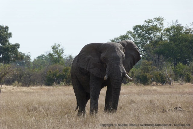 On rencontre plus souvent des individus isolés plutôt que des troupeaux d'éléphants