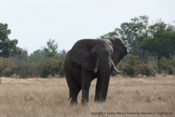 On rencontre plus souvent des individus isolés plutôt que des troupeaux d'éléphants