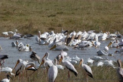 Un rassemblement d'oiseaux incroyable qu'on ne s'attendait pas du tout à découvrir ici