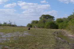 La piste contourne le pan et l'hippopotame par la même occasion