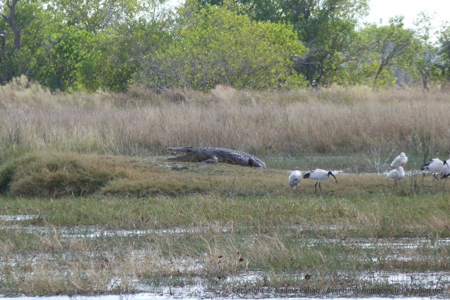 Un beau crocodile, ce n'est décidément pas le bon endroit pour se planter