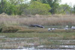 Un beau crocodile, ce n'est décidément pas le bon endroit pour se planter
