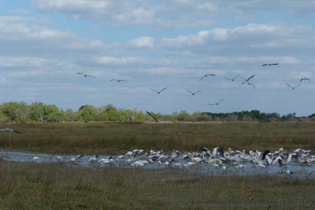 La multitude et la diversité d'oiseaux est impressionnante pour un si petit plan d'eau