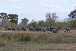 En quelques secondes, un gros troupeaux d'éléphants surgit des buissons