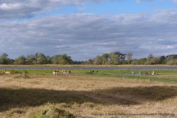 Avec l'eau omniprésente, on se retrouve de nouveau au royaume des lechwes