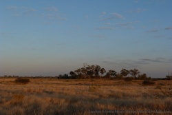 Spelnduer du delta de l'Okavango dans la lumière dorée du petit matin