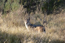 Un très joli chacal à chabraque en pleine tournée matinale