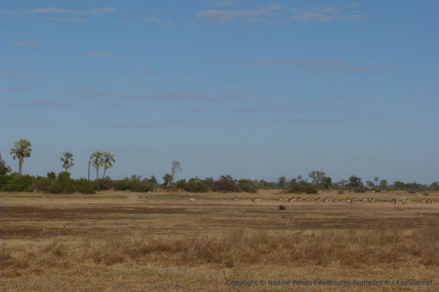 Le delta de l'Okavango est un des derniers édens d'Afrique