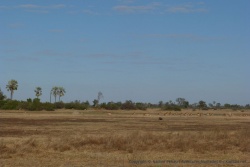 Le delta de l'Okavango est un des derniers édens d'Afrique