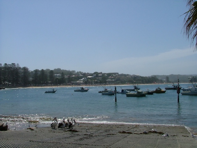Agréable Terrigal et ses sympathiques pélicans