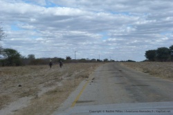 Les cow-boys du Botswana