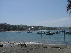 Agréable Terrigal et ses sympathiques pélicans