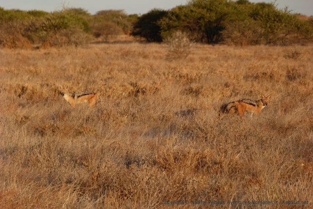 Un couple de chacals qu'on distingue à peine dans les herbes de la même couleur