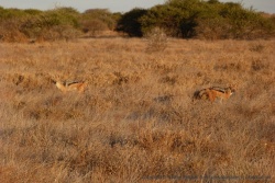 Un couple de chacals qu'on distingue à peine dans les herbes de la même couleur