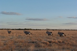 On retrouve les élégantes silhouettes des oryx
