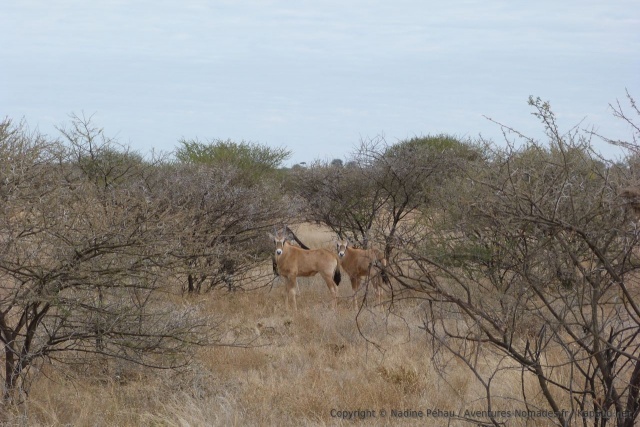 De jeunes oryx nous fixent du regard