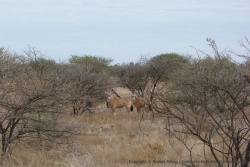 De jeunes oryx nous fixent du regard