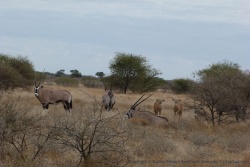 Quand ils sont jeunes, les oryx tirent sur le marron puis ils virent au gris en grandissant