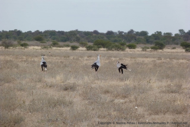 Un gang de serpentaires ratissent la savane