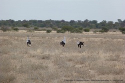 Un gang de serpentaires ratissent la savane
