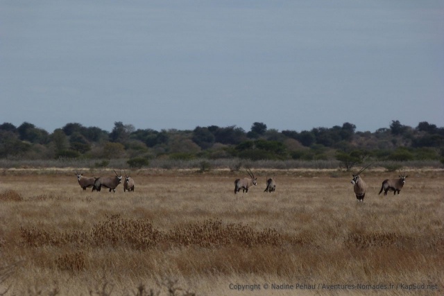 Avec de tels paysages on est sûr d'être au coeur du Kalahari