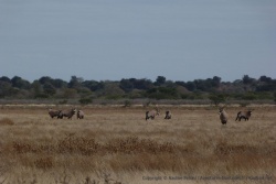 Avec de tels paysages on est sûr d'être au coeur du Kalahari