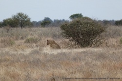 Enfin, une lionne, de loin