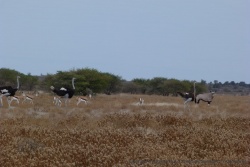 Autruches, springboks, oryx, habitants typiques du désert du Kalahari