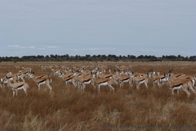 Un incroyable troupeau de springboks s'étend dans l'immensité aride