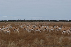 Un incroyable troupeau de springboks s'étend dans l'immensité aride