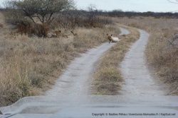 En fait, tout le clan des lionnes est là, squattant la piste